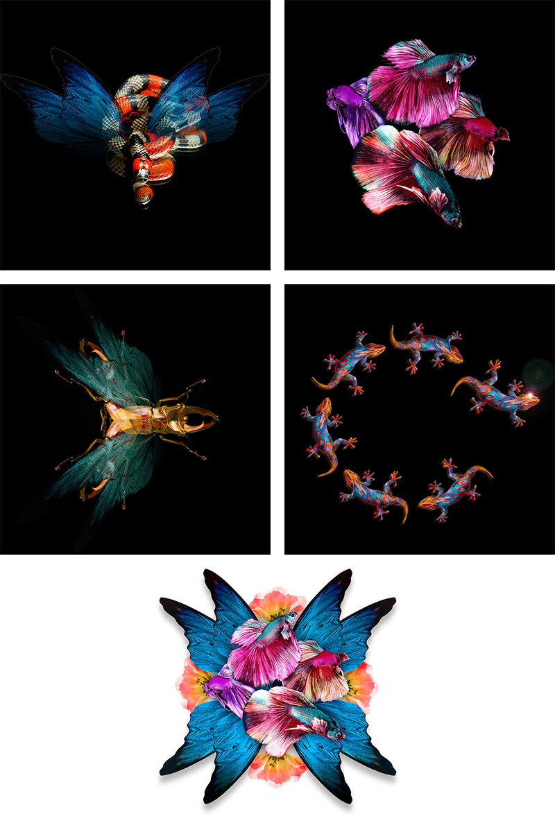 Hybridations Hybridations @ Culturama